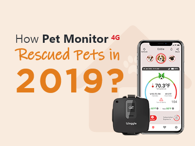 How-Pet- Monitor-4G-Rescued Pets-in-2019